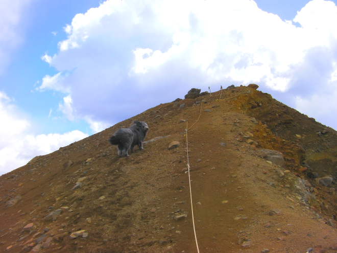 登山をする犬として有名な「山の宿　野中温泉」のモコに先導してもらう