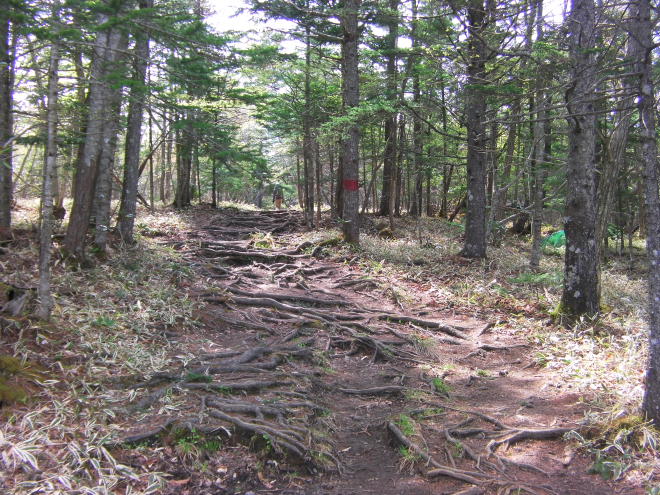登山口から5合目山小屋までは、木立の中を歩くハイキングコースです