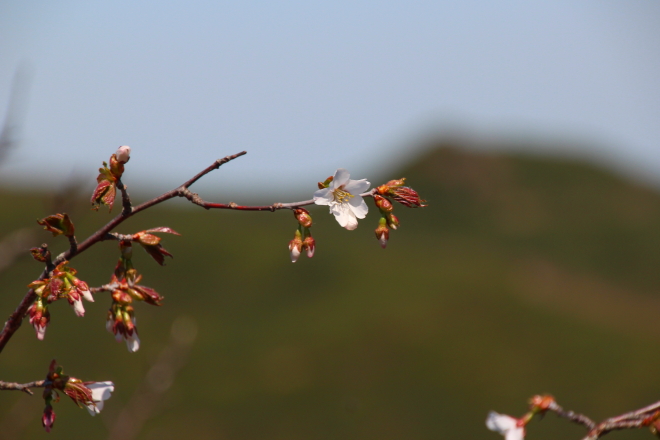 藻琴山　生涯の桜